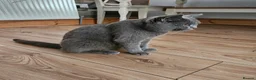 British Shorthair cats for sale: Purebread Silver british shorthair - Advert 8
