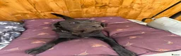 Labrador Retriever dogs for sale: Gorgeous 13-Month-Old Male Labrador Retriever  - Advert 5