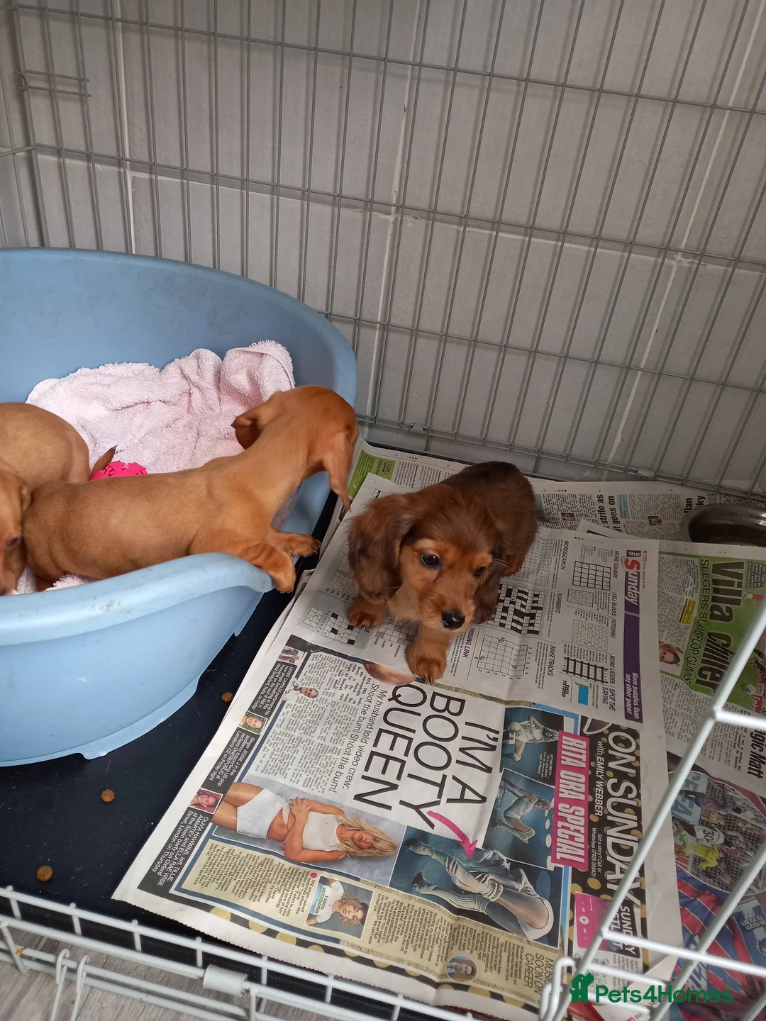 Miniature Dachshund dogs for sale: Miniature dachshund  - Advert 4