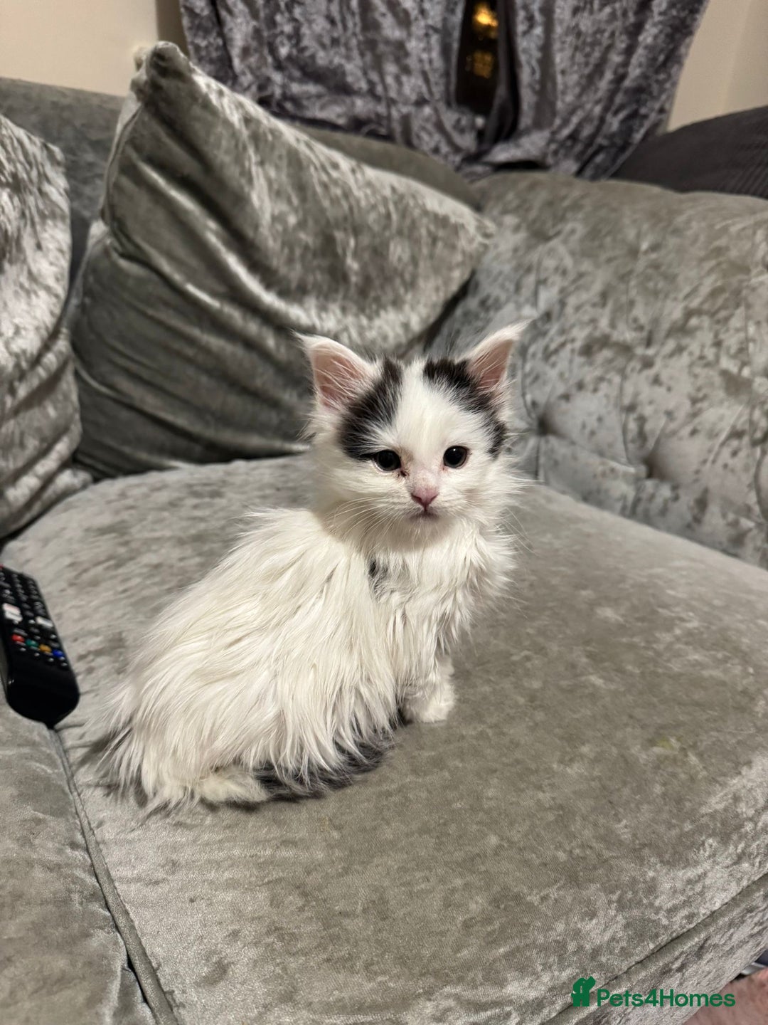 Maine Coon cats for sale: Adorable Maine coon kittens - Advert 3