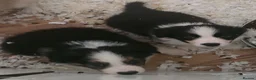 Border Collie dogs for sale: STUNNING HEALTH TESTED BORDER COLLIES in Huddersfield - Advert 12