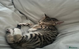 Bengal cats for sale: Half bengal kitten looking for her forever home - Image 4