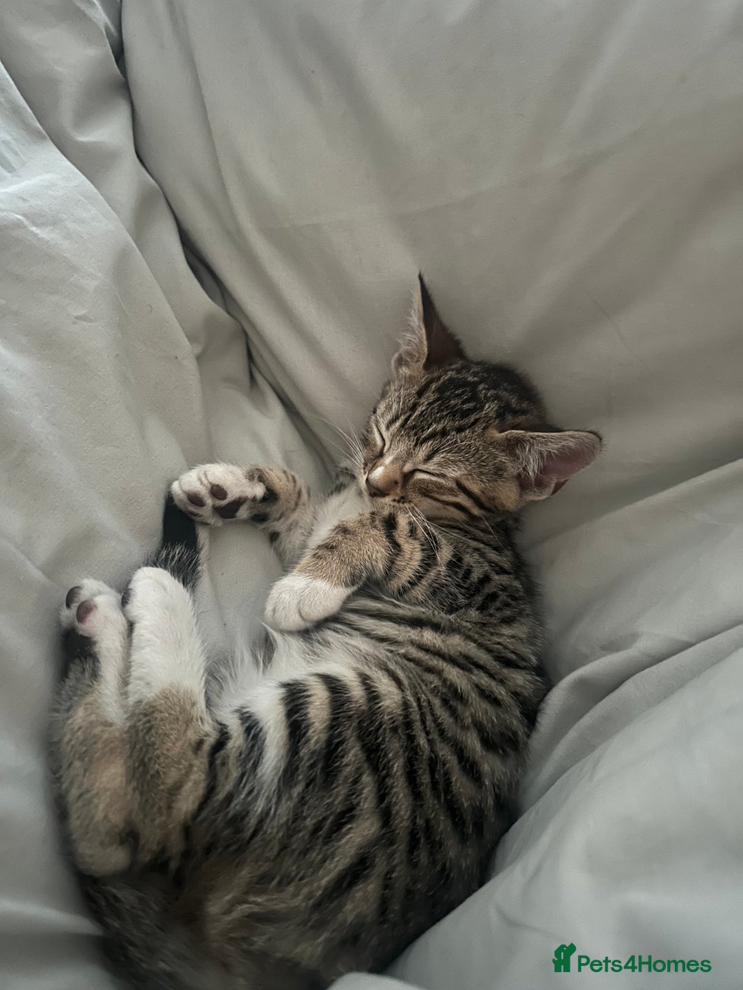 Bengal cats for sale: Half bengal kitten looking for her forever home - Image 4