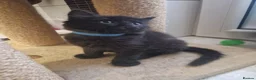Mixed Breed cats for sale: Kittens   - Advert 31