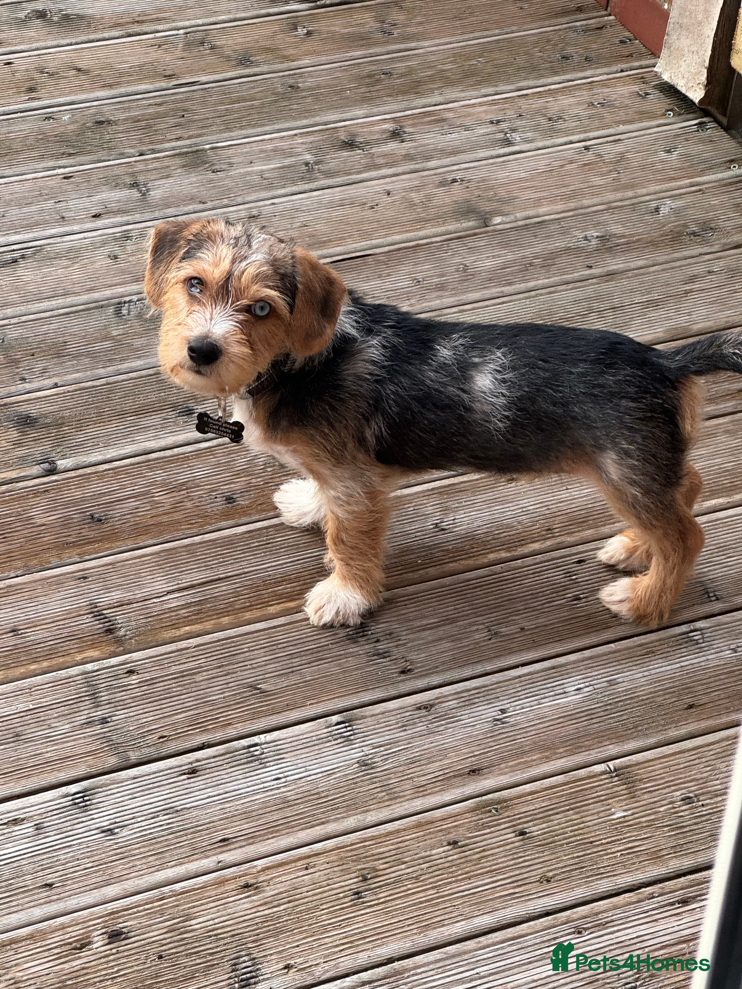 Mixed Breed dogs Bruno yorkie cross sausage dog  - Advert 15