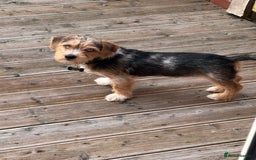 Mixed Breed dogs for sale: Bruno yorkie cross sausage dog  - Image 1