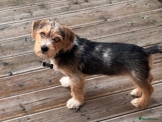 Mixed Breed dogs Bruno yorkie cross sausage dog - Advert 15