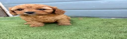 Cavapoo dogs for sale: Cavapoo - Advert 9