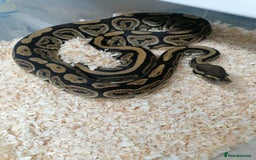 Python Snake reptiles for sale: Ball pythons adult females and hatchlings  - Image 7