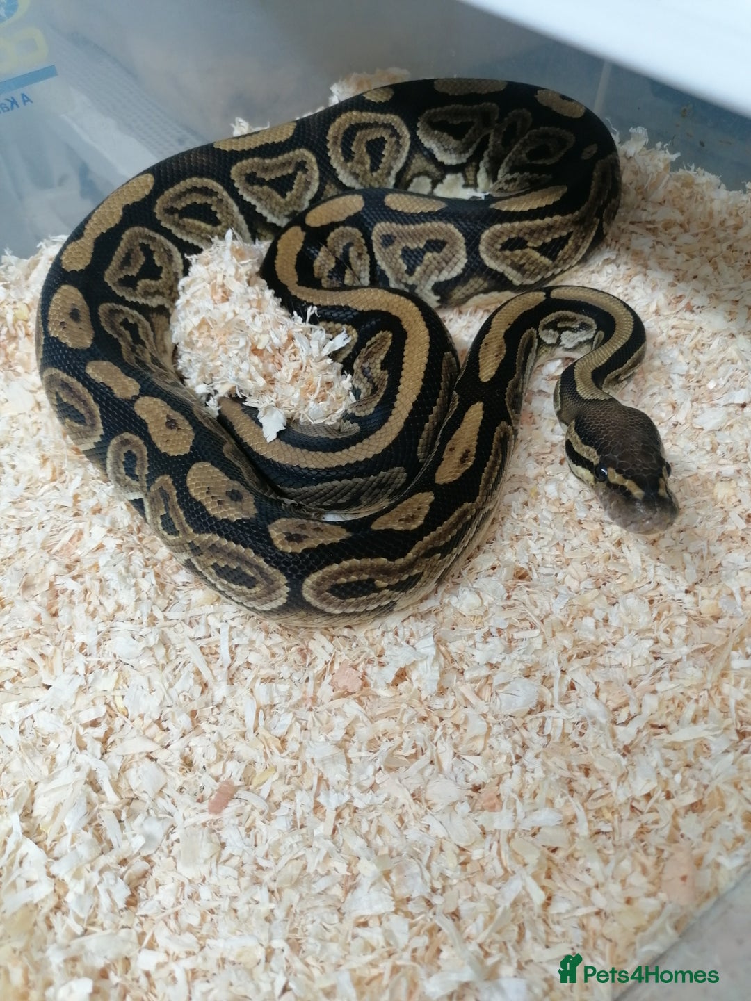 Python Snake reptiles for sale: Ball pythons adult females and hatchlings  - Image 7
