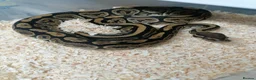 Python Snake reptiles for sale: Ball pythons adult females and hatchlings  - Advert 19