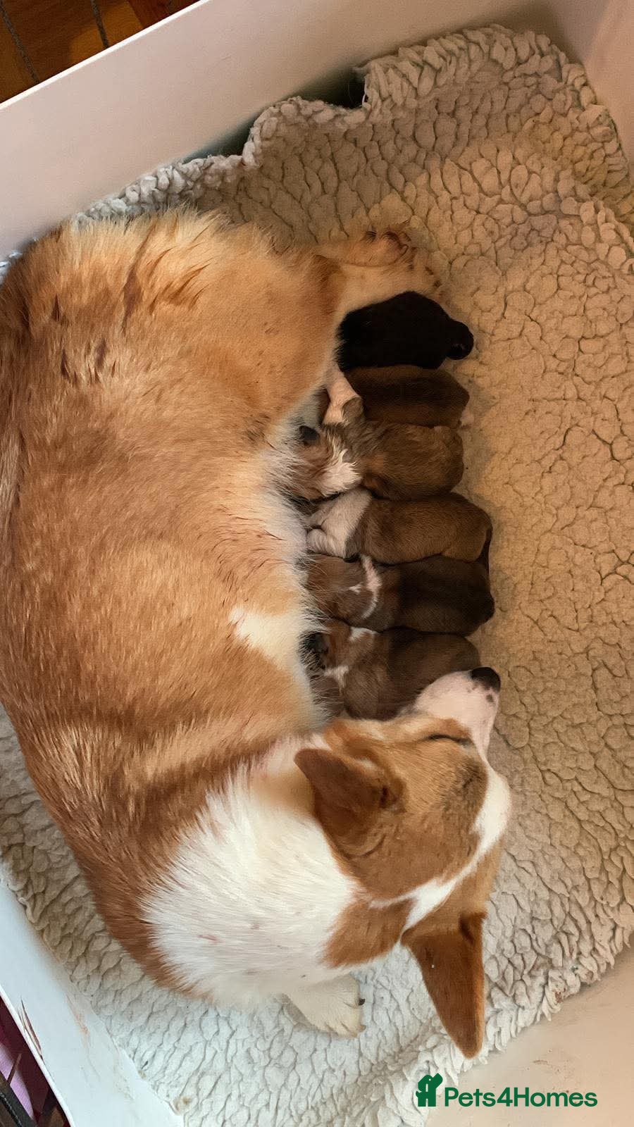 Welsh Corgi Pembroke dogs Stunning Pembroke corgi pups  - Advert 1