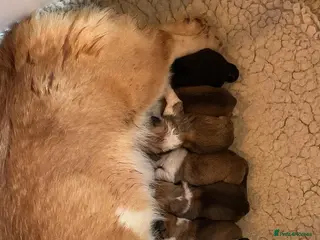 Welsh Corgi Pembroke dogs Stunning Pembroke corgi pups - Advert 1