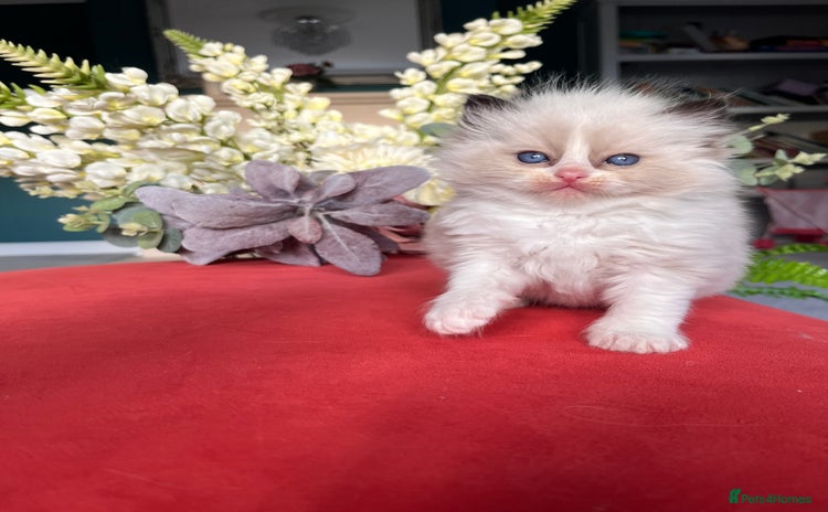 Ragdoll cats - Advert 1