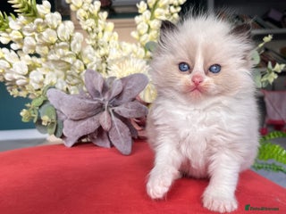Ragdoll cats - Advert 5