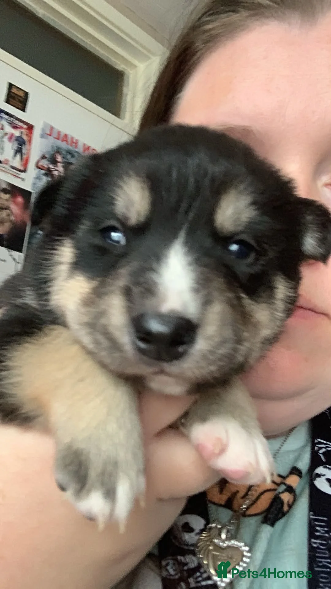 Mixed Breed dogs for sale: Collie mix  in Gloucester - Advert 2