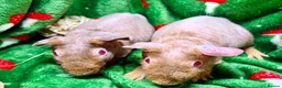 Guinea Pig rodents for sale: Superb Friendly pair of Skinny Pig Boys - Advert 6