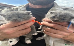 British Shorthair cats for sale: British Shorthair chocolate/grey colours  - Image 11