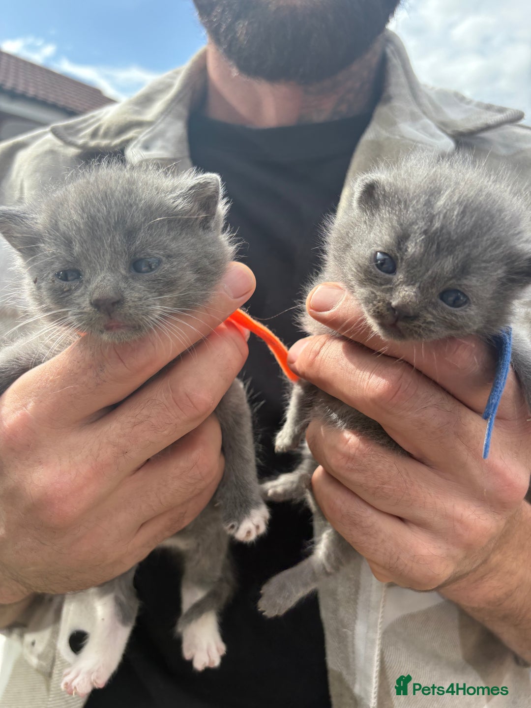 British Shorthair cats for sale: British Shorthair chocolate/grey colours  - Image 11