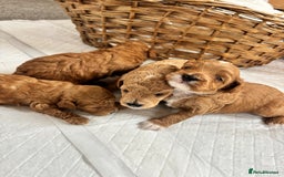 Maltipoo dogs for sale: 🐾 Adorable Maltipoo Puppies 🐾  - Image 6