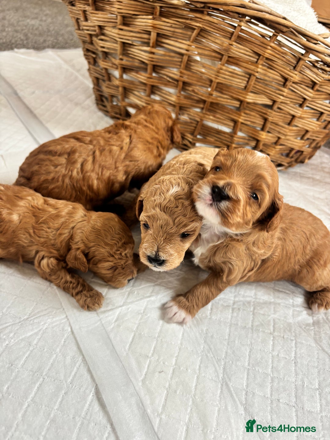 Maltipoo dogs for sale: 🐾 Adorable Maltipoo Puppies 🐾  - Image 6