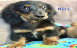 Dachshund dogs for sale: Dachshunds - Image 8