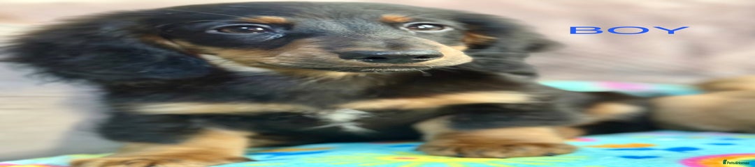 Dachshund Puppy 1