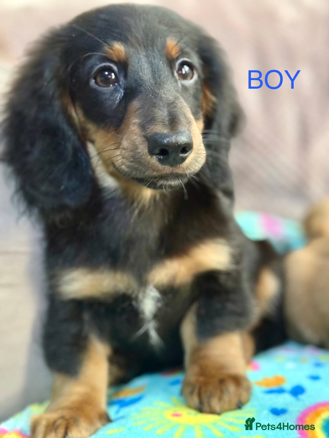 Dachshund dogs for sale: Dachshunds - Image 8