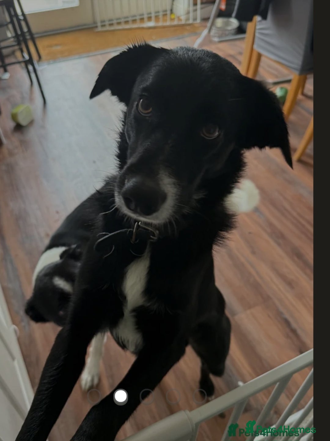 Border Collie dogs for sale: Teddy and max - Image 2