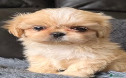 Shih Tzu dogs for sale: Ready now small/tiny Rare Brindle Imp Shih Tzu - Image 13