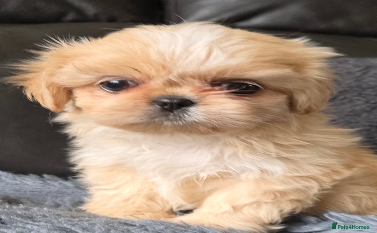 Shih Tzu dogs - Advert 10