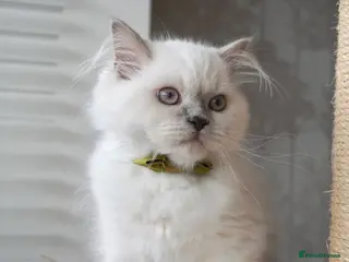 British Shorthair cats 💙Last kitten💙 - Advert 16