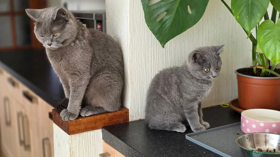 British Shorthair cats for sale: CUTE PEDIGREE BSH SHORTHAIR  - Advert 12