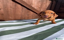 Dachshund dogs for sale: 4 beautiful dachshund puppies ready to go!!!! - Image 8