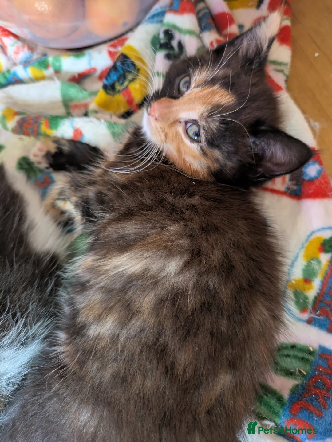 Domestic Shorthair cats for sale: Beautiful kittens. - Advert 5