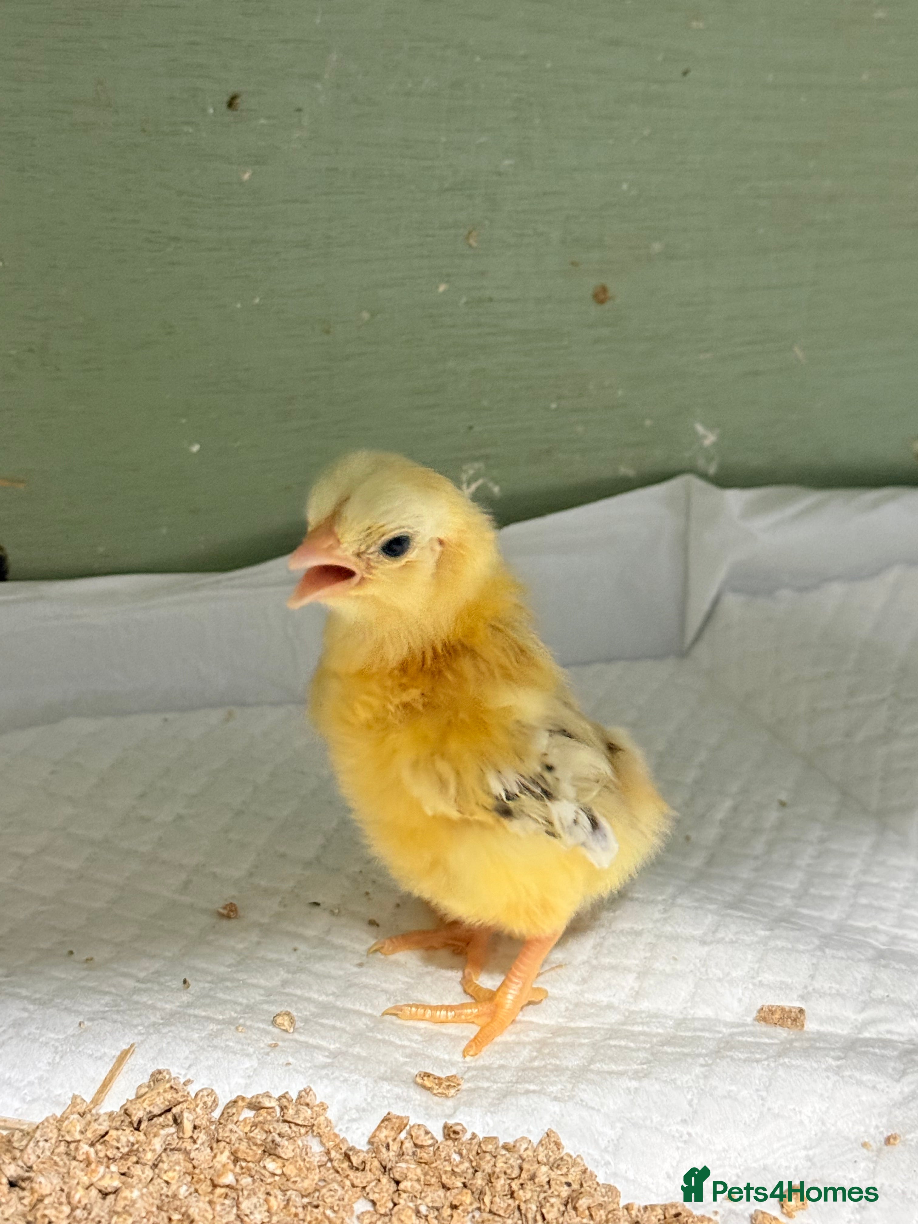 Chickens poultry Serema chicks  - Advert 2