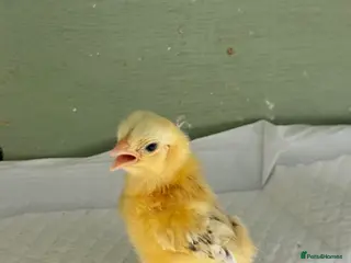 Chickens poultry Serema chicks - Advert 2