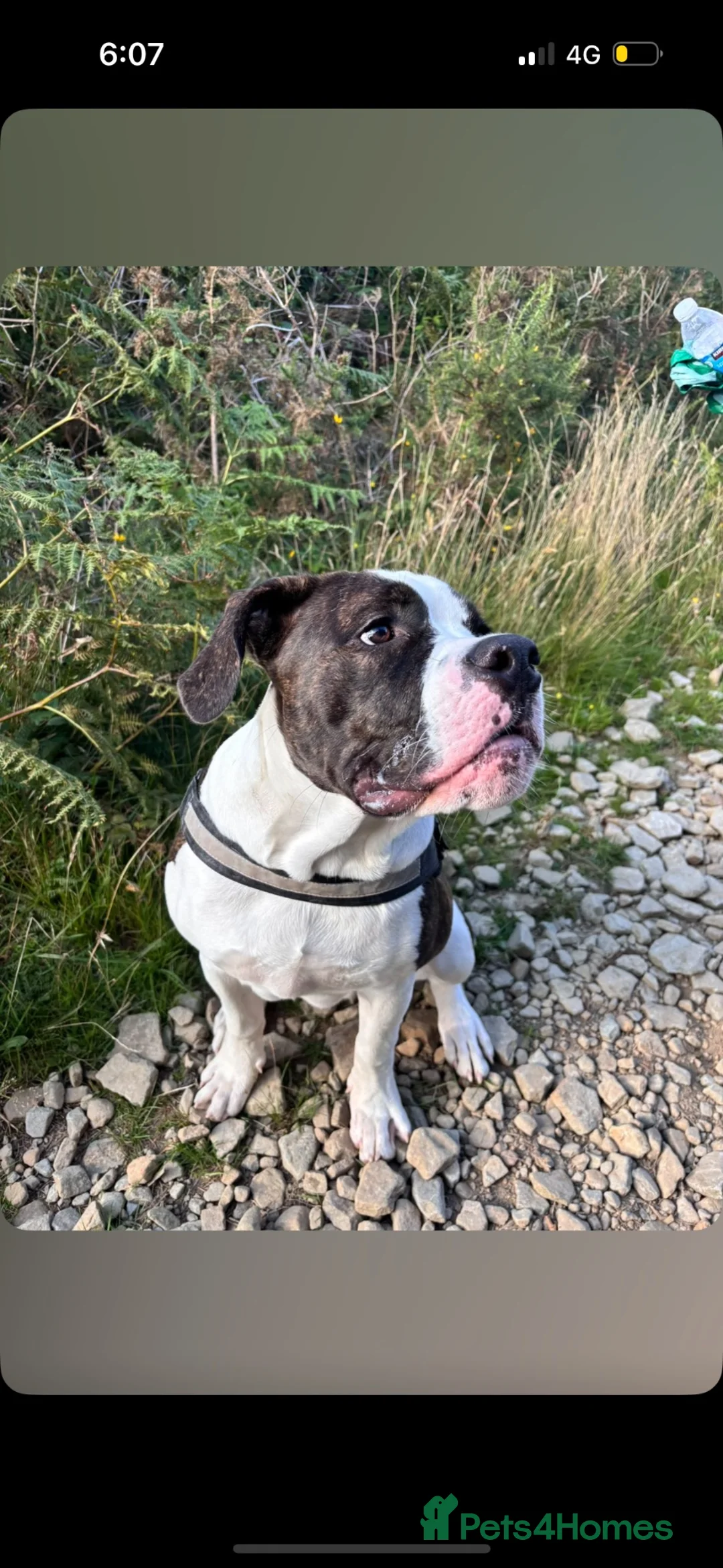 Mastiff dogs for stud: **MASTIFF STUD** in Pontypridd - Advert 1