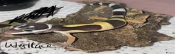 Leopard Gecko reptiles for sale: Hatchling Leopard Geckos - Advert 4