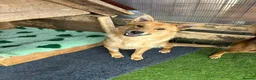 Mixed Breed dogs for adoption: Jupiter - Advert 1