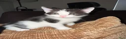 Mixed Breed cats for sale: Beautiful kittens for sale  - Advert 8