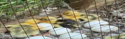 Ducks poultry for sale: Indian Runner Ducklings For Sale in Beverley - Advert 3