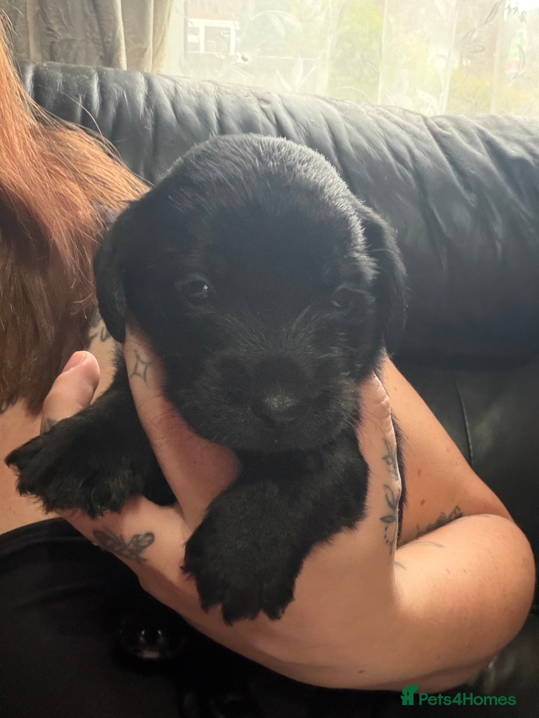 Mixed Breed dogs for sale: Labrador X Yorkshire terrier  - Image 3
