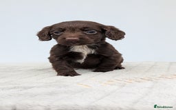 Cocker Spaniel dogs for sale: Adorable Working Cocker Puppies - Image 4