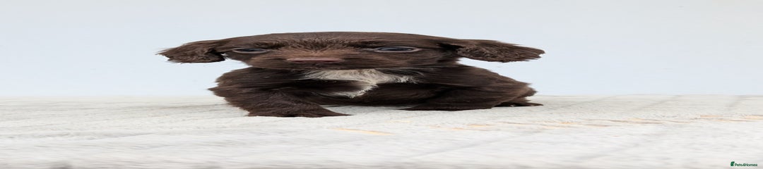 Cocker Spaniel Puppy 2