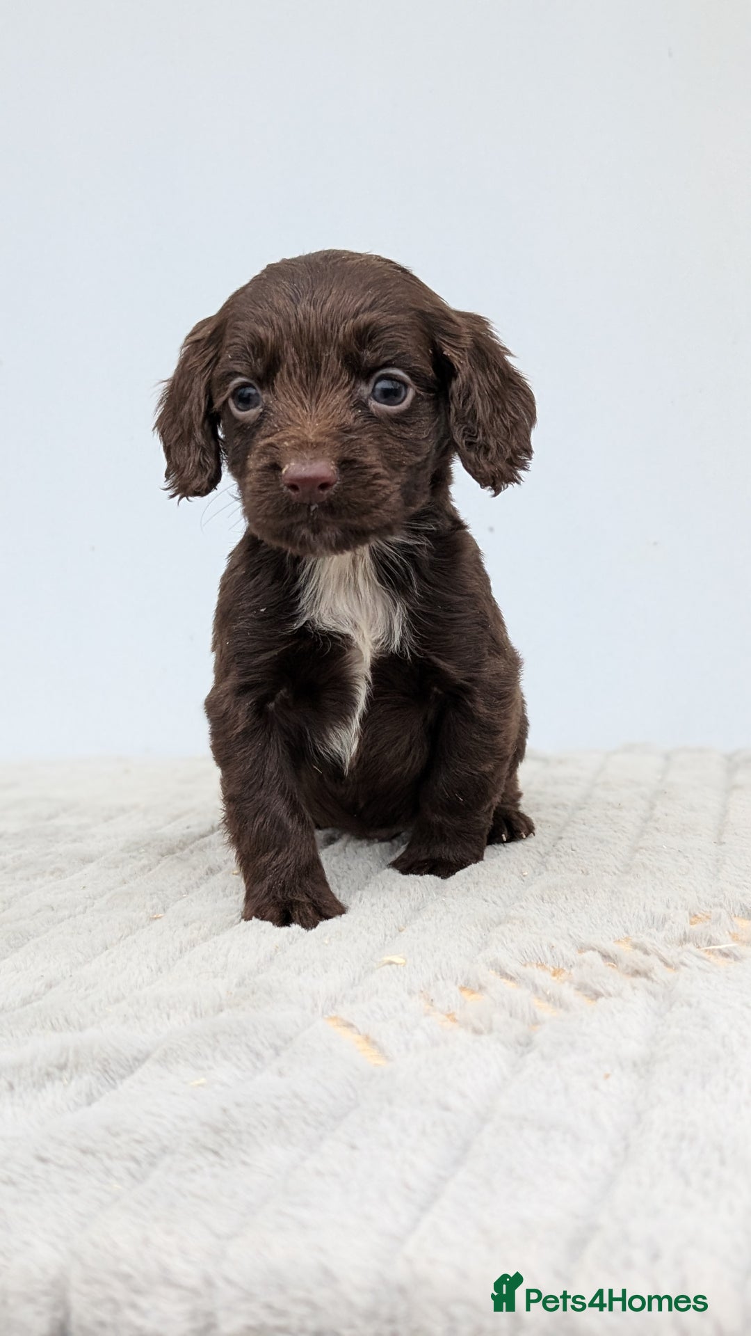 Cocker Spaniel dogs for sale: Adorable Working Cocker Puppies - Image 4