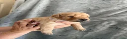 Labrador Retriever dogs for sale: Labrador Puppies Looking For Their Forever Homes  - Advert 16