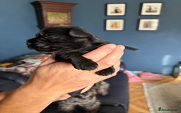 Miniature Schnauzer dogs for sale: Stunning pure black miniature schnauzer puppy - Image 4