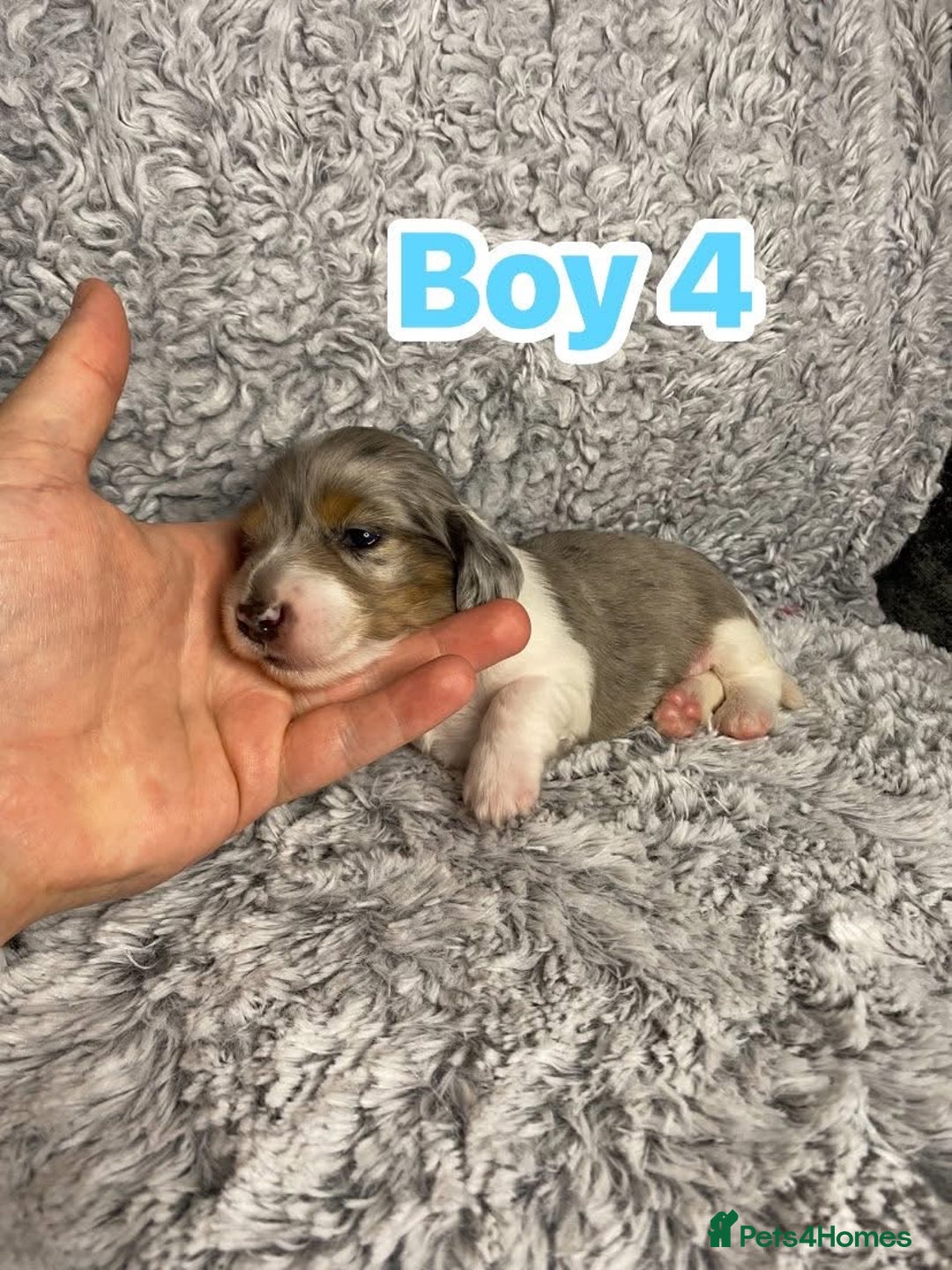 Dachshund dogs for sale: Long haired dachshunds - Image 8