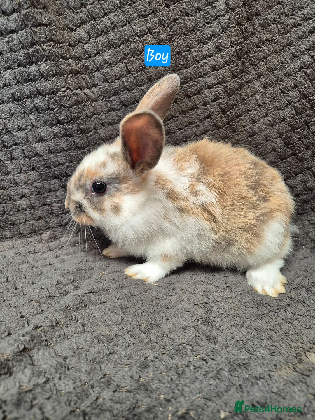 Lionhead rabbits for sale: Lionhead Bunnies - Advert 7